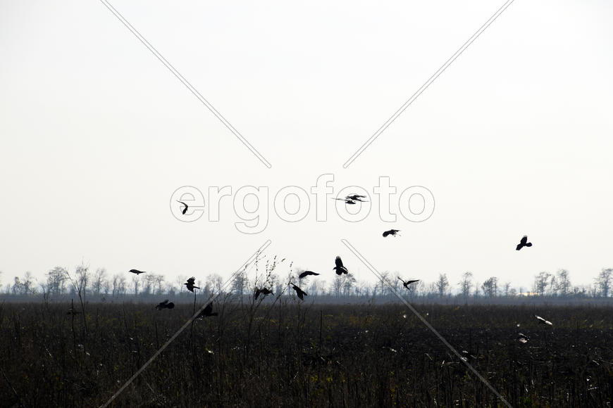 Вороны кружат над распаханные поля в поисках червей.
