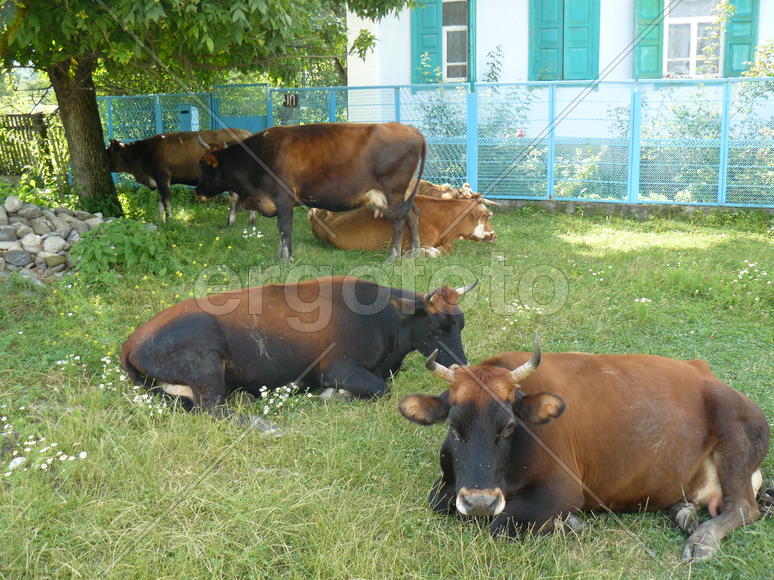 Cows in the city. A pasture of cows on city lawns