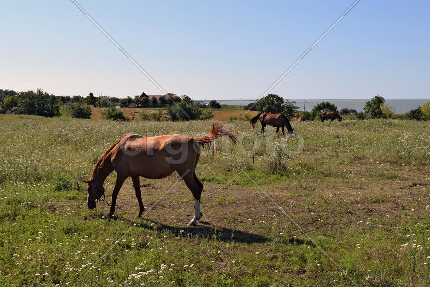 The grazed horses. A pasture of horses on land grounds