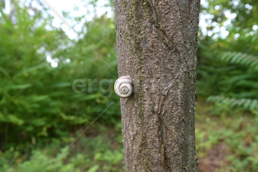 Conch snail on a tree trunk. Land with clam shell