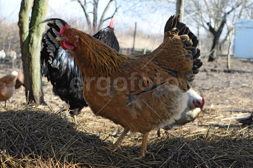 Hens in the yard of a hen house. Cultivation of poultry