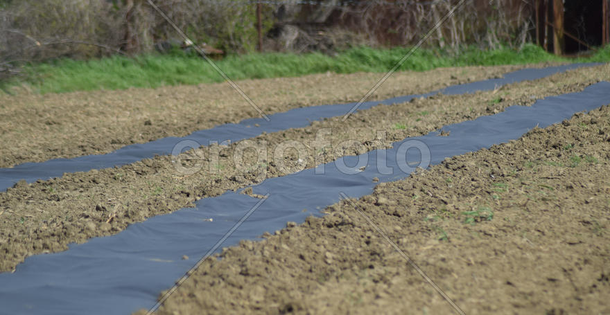 The bed planted with a film of water-melons and melons. Farmland in the garden
