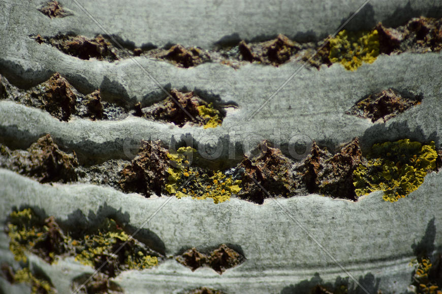 Background from poplar bark. Texture of bark of a tree