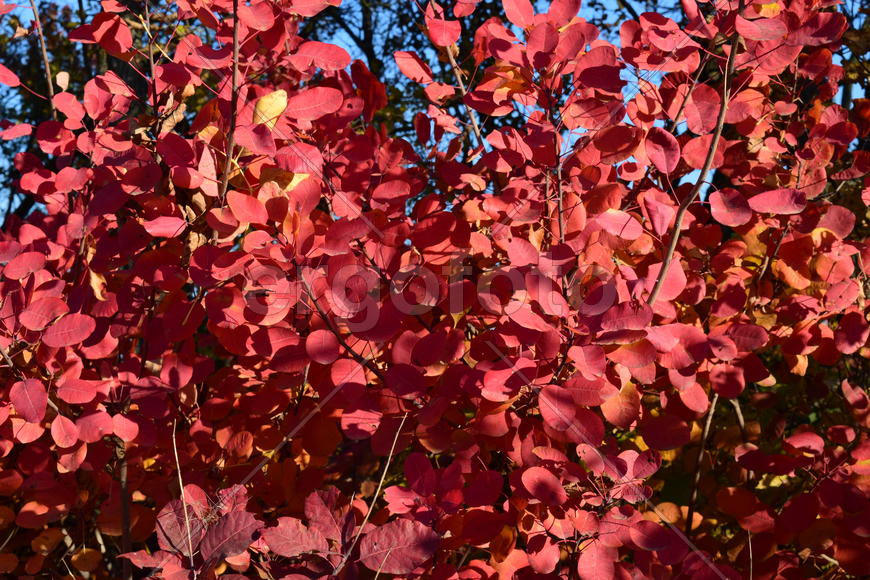 Autumn red color of leaves of cotinus coggygria. Paints of the fall