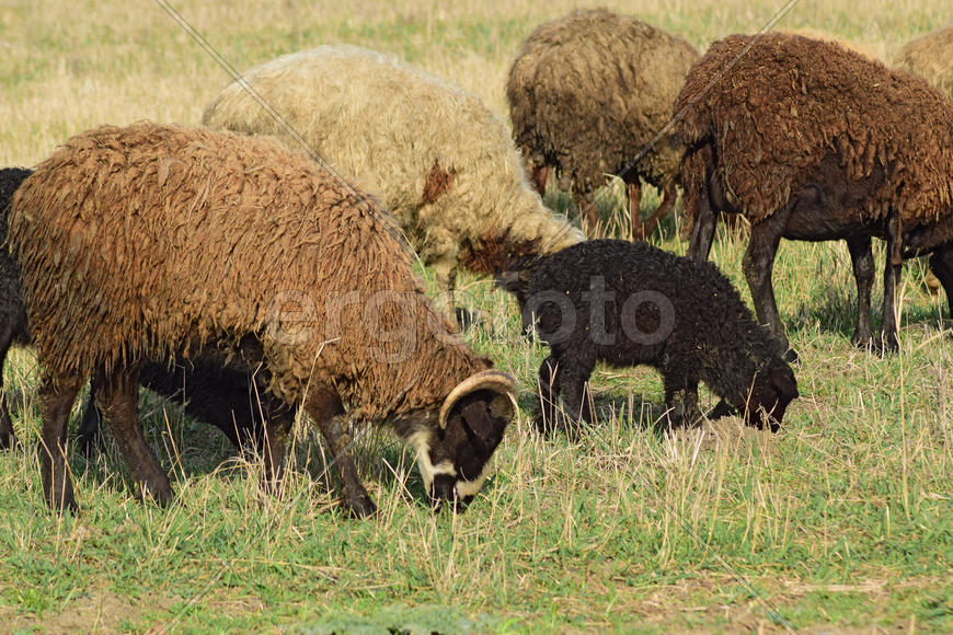 Sheep in the pasture. Grazing sheep herd in the spring field near the village. Sheep of different