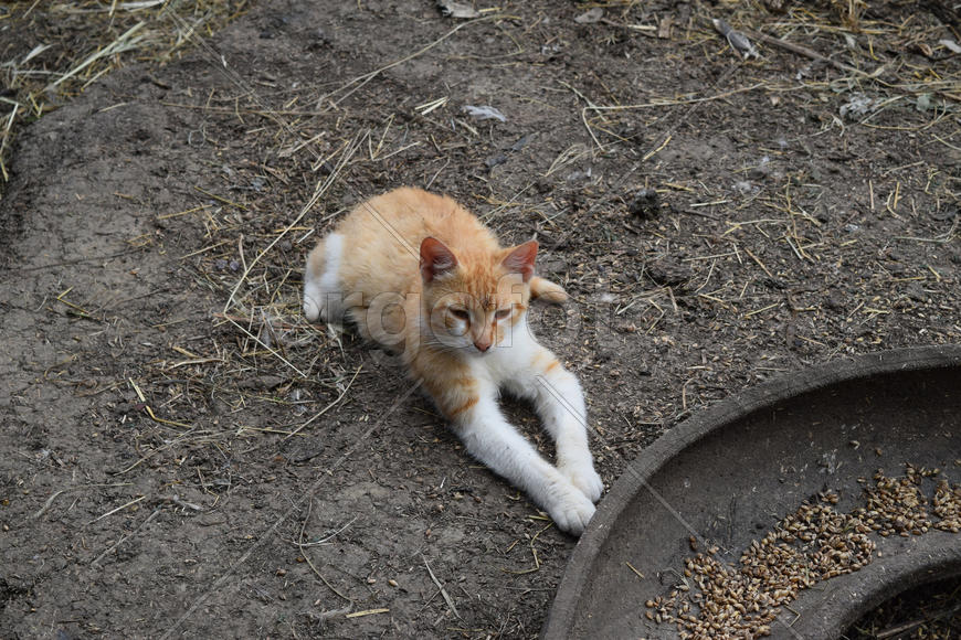 Cat lying on the ground. Cat near the chicken feeders