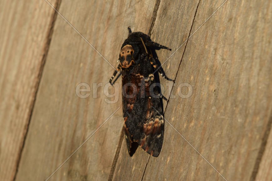 Dead head. The large massive butterfly belonging to family of brazhnik. Night insect