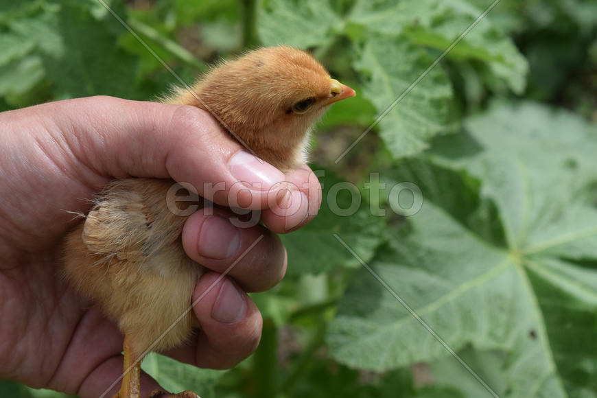 The small The chicken walks at liberty