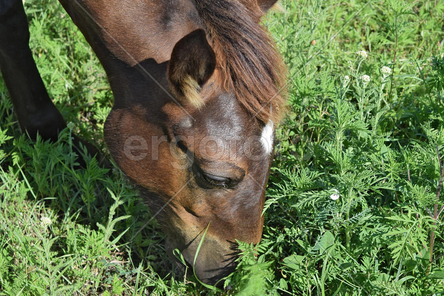 The grazed horse. The horse eats the grass growing on a pasture at coast of the Sea of Azov