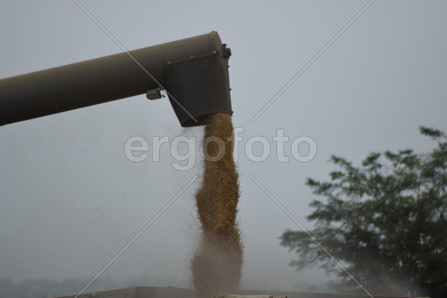 Unloading grain from a combine into a truck. Agricultural machinery for harvesting from the fields.