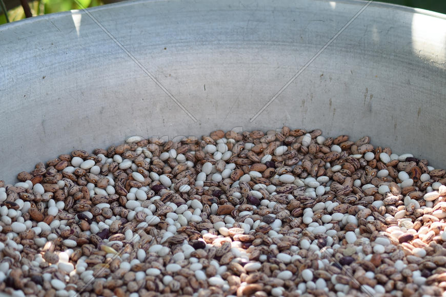 Haricot seeds in an allyuminevy basin. Crop of bean cultures