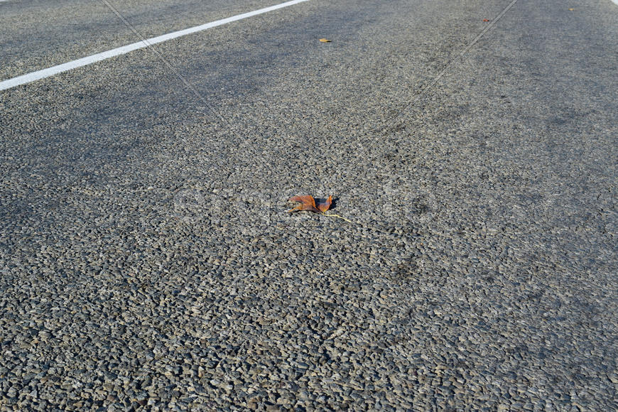 Yellow leaf on asphalt. A season - fall