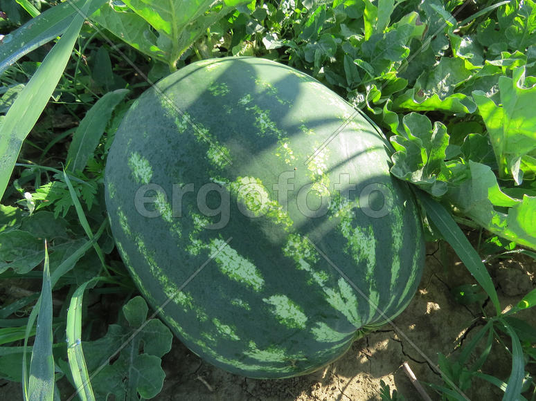 The growing water-melon in the field. Cultivation of melon cultures