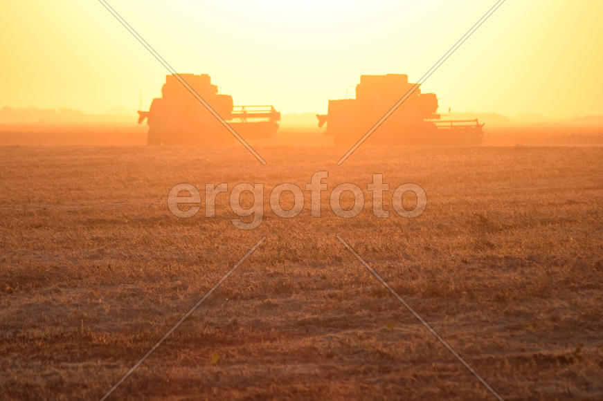 Harvesting by combines at sunset. Agricultural machinery in operation.