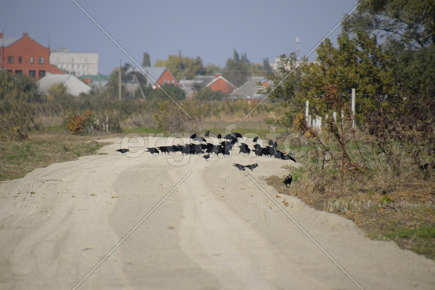 Вороны сидят на дороге стаей 