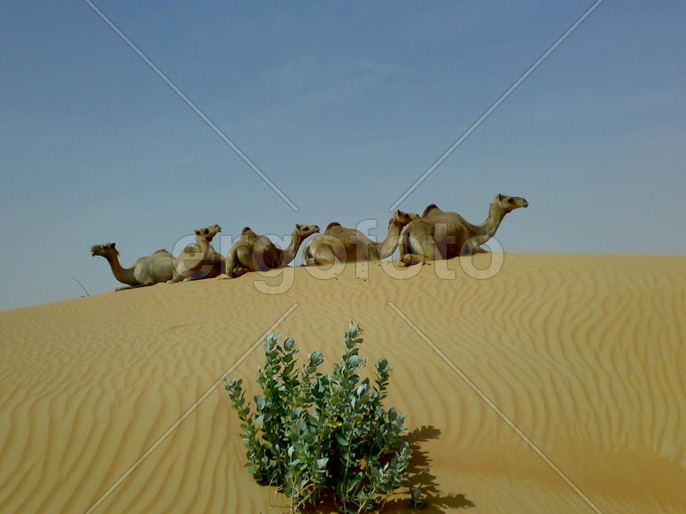 Camels in the desert. Filming of camels during a trip to the Emirates