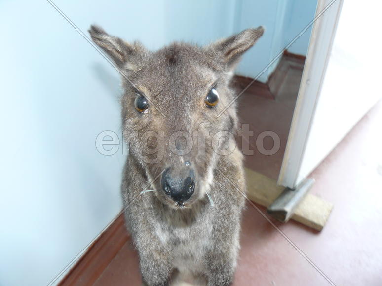 Kangaroo in the human dwelling. Animal look