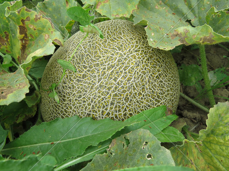 The growing melon in the field. Cultivation of melon cultures