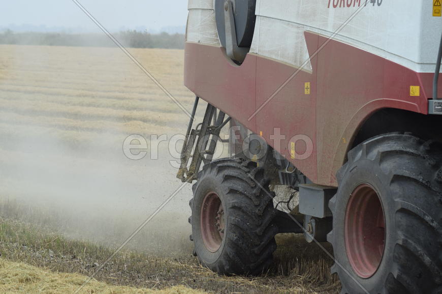 Russia, Poltavskaya village - September 27, 2015: Rice harvesting by the combine. Autumn harvesting 