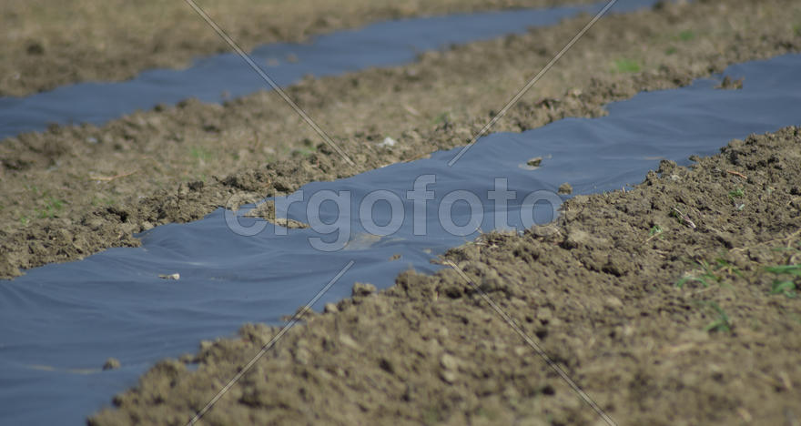 The bed planted with a film of water-melons and melons. Farmland in the garden