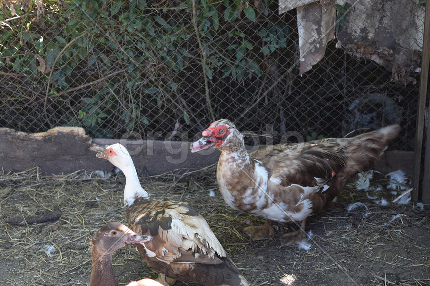 The musky duck. The maintenance of musky ducks in a household