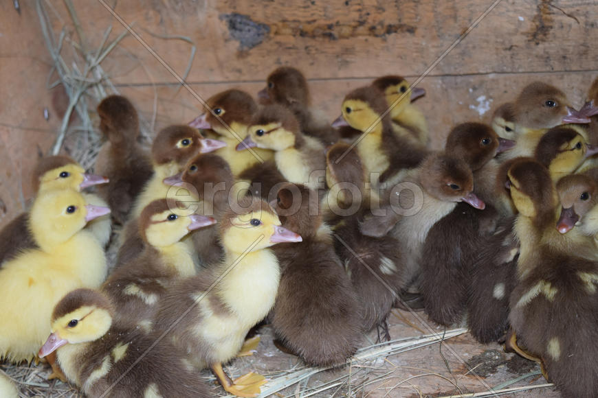 Ducklings of a musky duck. Ducklings of a musky duck in the shelter with hay on a floor and a box