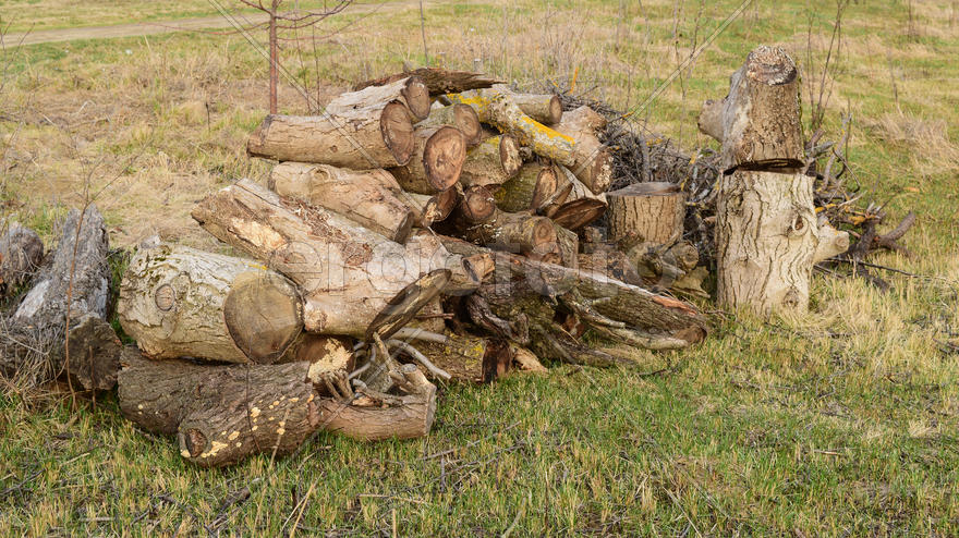 A small pile of firewood stacked. Old Hemp, affected by fungi and lichen. Firewood for baths