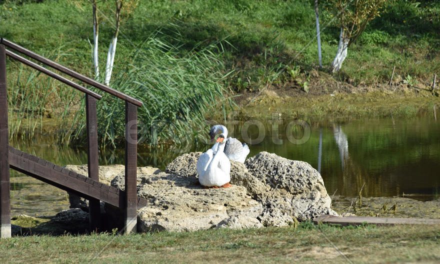 Керамические лебеди  на камнях у берега озера 