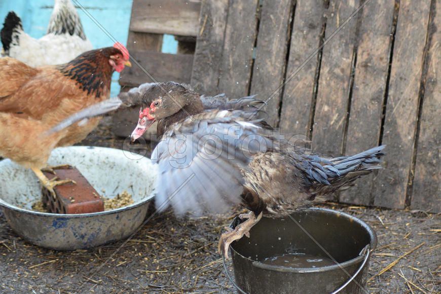 Musky duck bathes in a bucket of water. The maintenance of musky ducks in a household