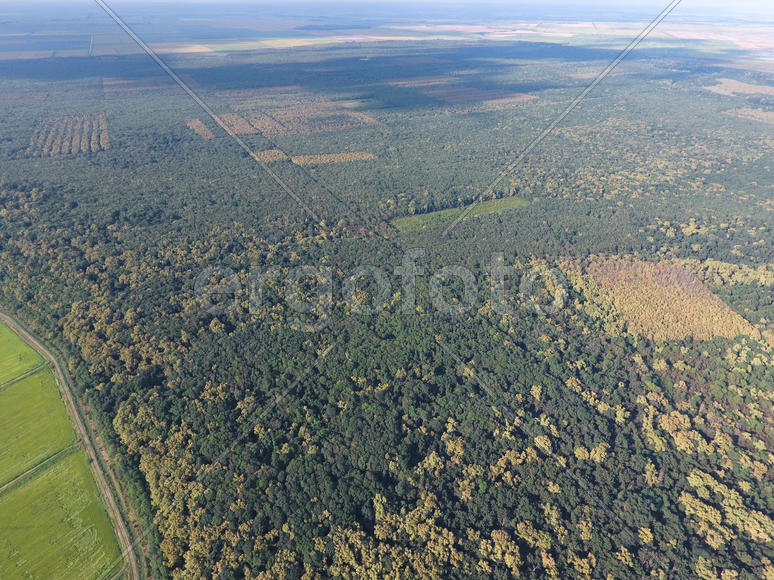 Красный лес. Пейзаж с высоты птичьего полета.