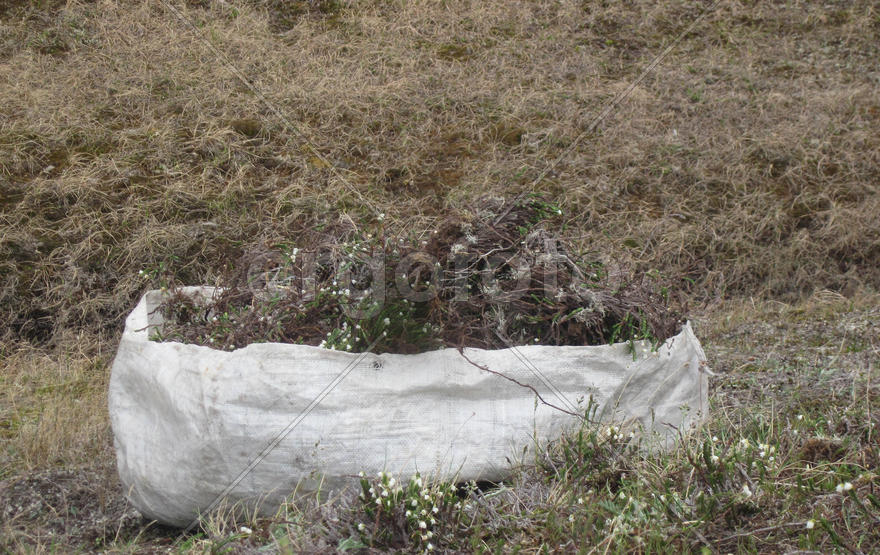 Collecting medicinal herbs in the tundra. collected herbs in a bag