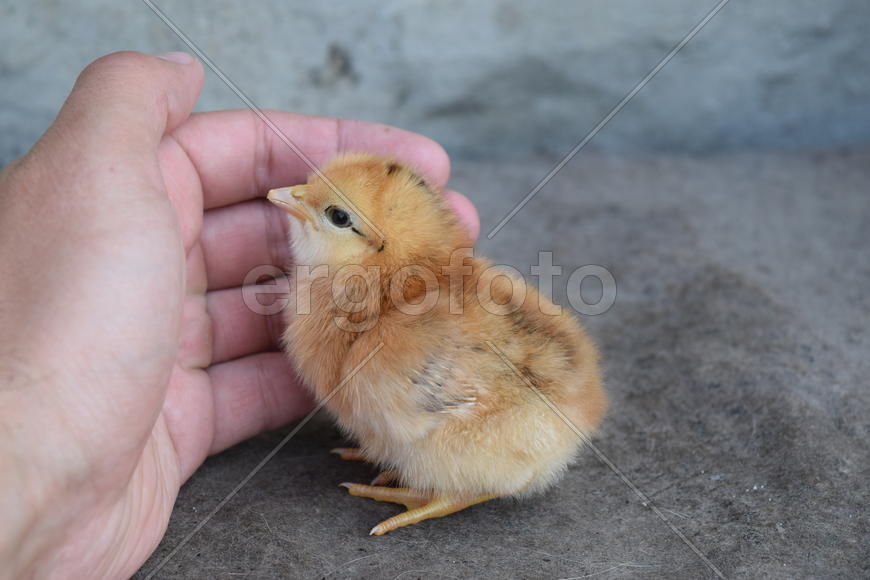 Chicken in a palm. Cultivation of domestic hens