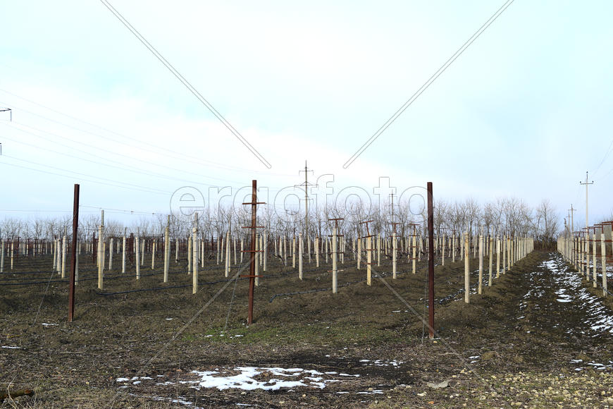 Young vineyard field. Poles and wires for the garter vine