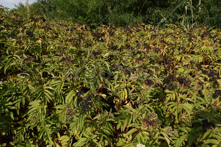 Elder berries. Maturing of berries of a poisonous plant