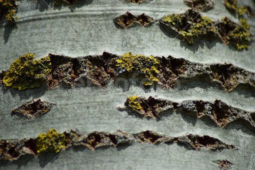 Background from poplar bark. Texture of bark of a tree