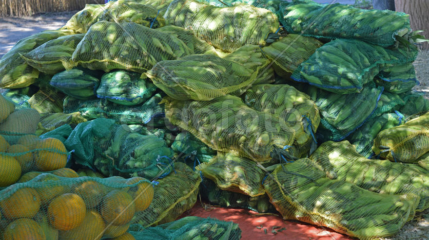 Collect corncobs watermelons and bagging. The harvest from the fields