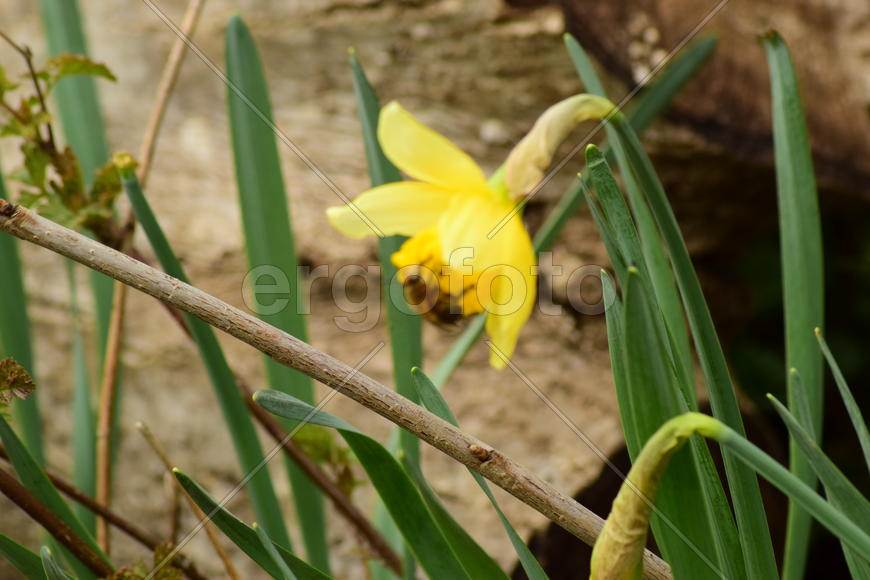 Flowers daffodil yellow. Spring flowering bulb plants in the flowerbed