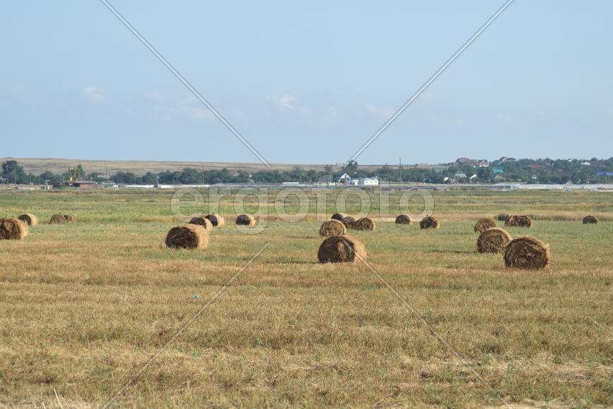 The Haystacks in the field. Summer haymaking