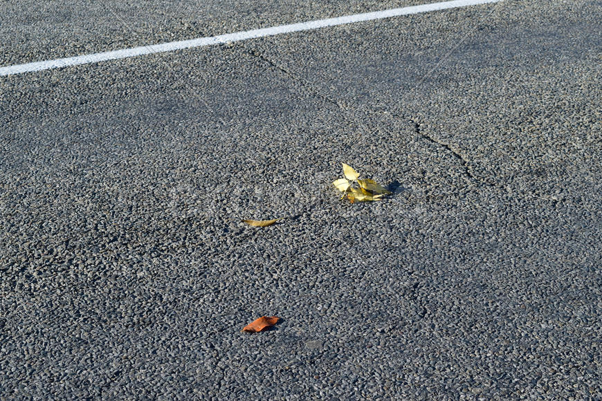 Yellow leaf on asphalt. A season - fall