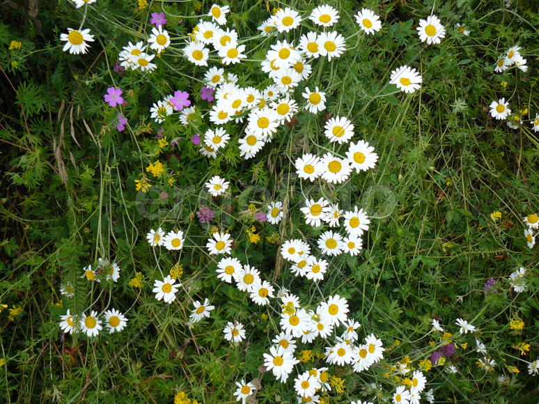 The Camomile flowers. Blossoming of angiospermous plants