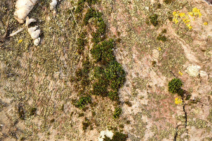Moss and lichen on the bark. Old stump rot and therefore serves as a power supply for new organisms