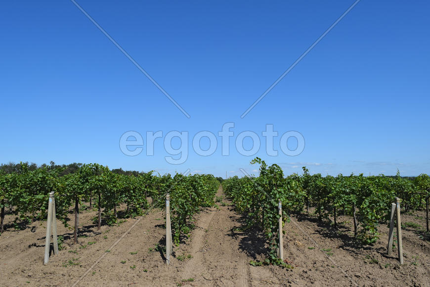 The grape gardens. Cultivation of wine grapes at the Sea of Azov