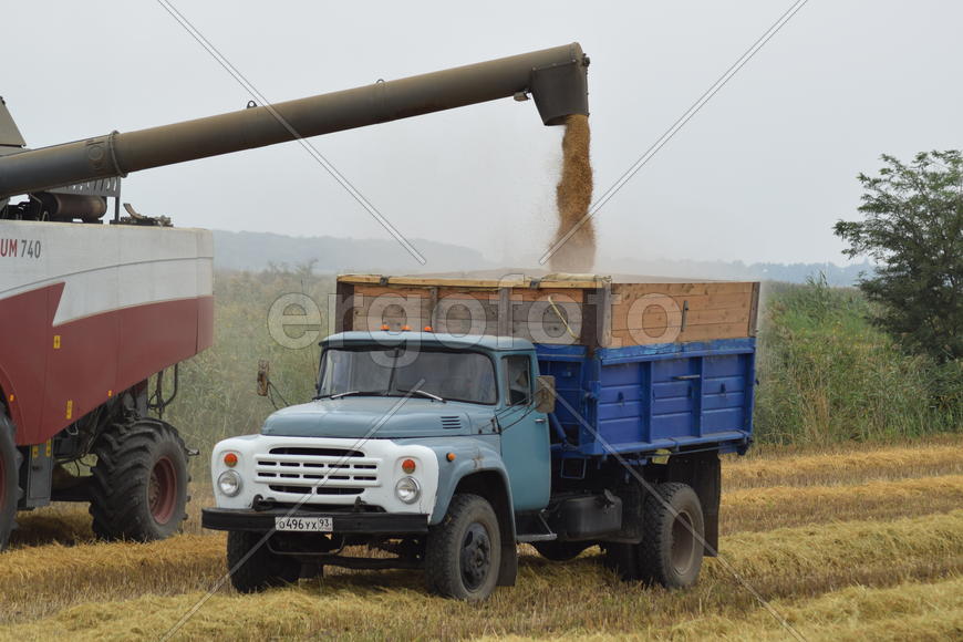 Russia, Poltavskaya village - September 27, 2015: Unloading grain from a combine into a truck. Rice 