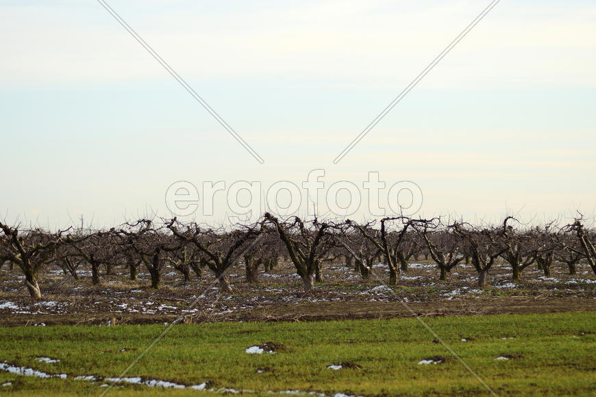 Cropped trees in the apple orchard. Care orchard, pruning trees