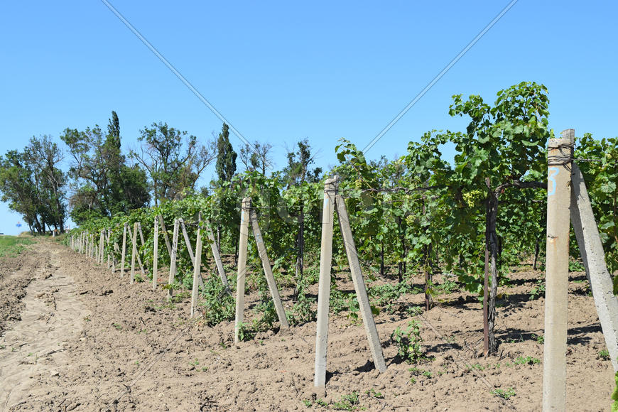 The grape gardens. Cultivation of wine grapes at the Sea of Azov