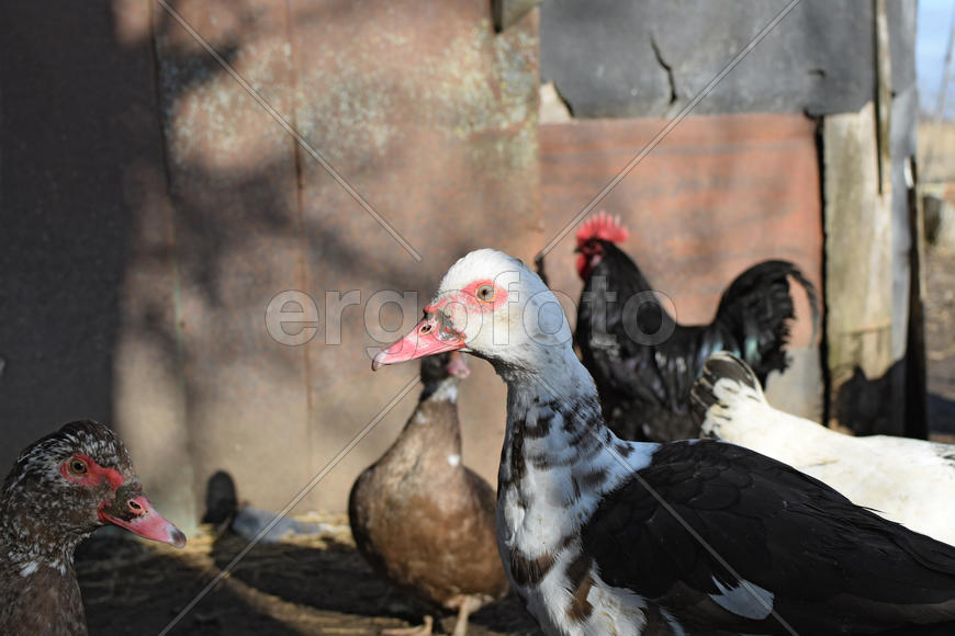 The musky duck. The maintenance of musky ducks in a household