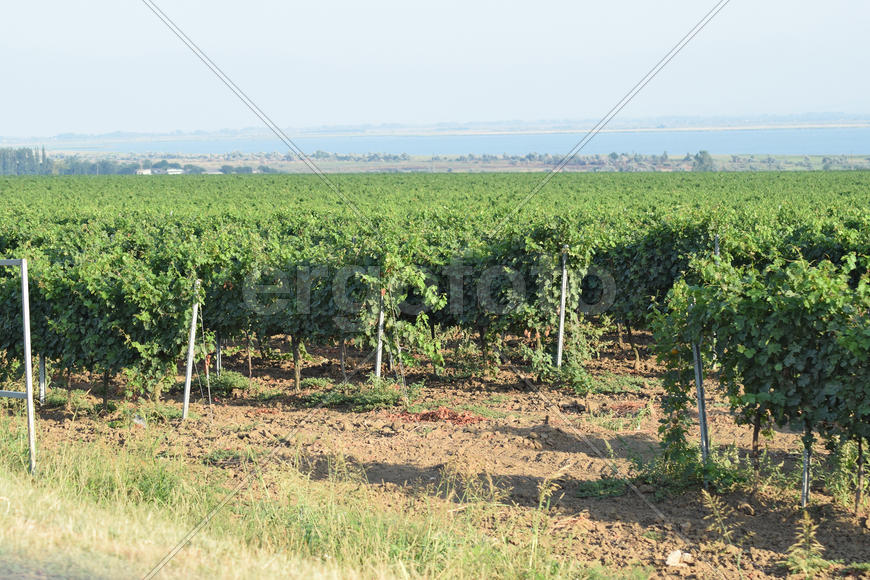 The grape gardens. Cultivation of wine grapes at the Sea of Azov