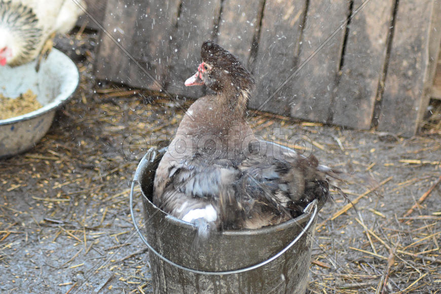 Musky duck bathes in a bucket of water. The maintenance of musky ducks in a household