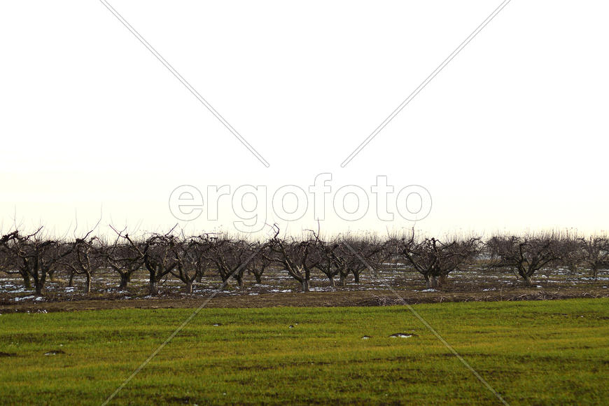 Cropped trees in the apple orchard. Care orchard, pruning trees