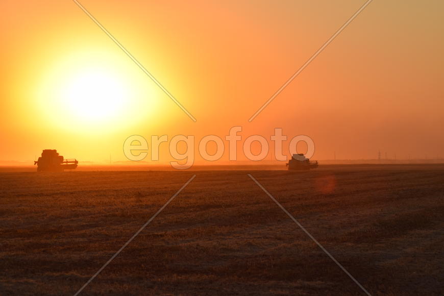 Harvesting by combines at sunset. Agricultural machinery in operation.